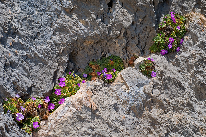 Primula allionii, di Allioni, primula rara, fiori di montagna